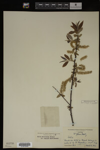 Salix caroliniana image