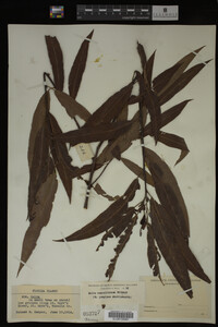 Salix caroliniana image