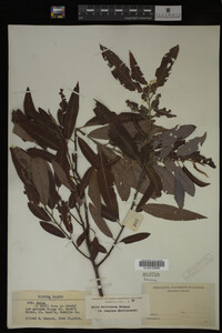 Salix caroliniana image