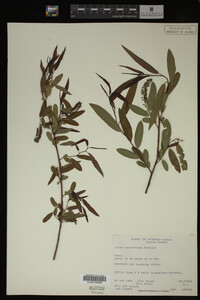 Salix caroliniana image