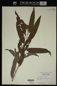 Salix caroliniana image