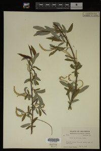 Salix caroliniana image