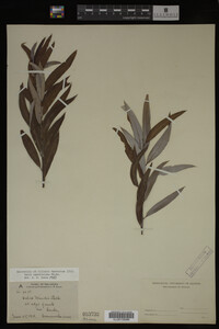 Salix caroliniana image