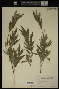 Salix caroliniana image