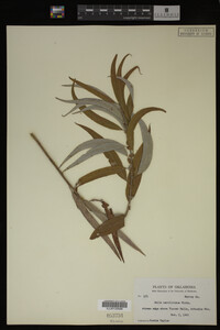Salix caroliniana image