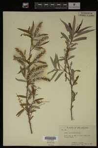 Salix caroliniana image