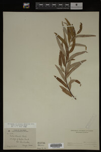 Salix caroliniana image