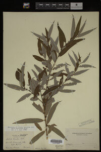 Salix caroliniana image