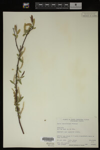 Salix caroliniana image