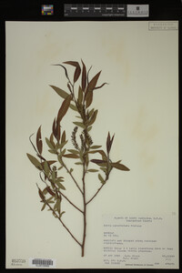 Salix caroliniana image