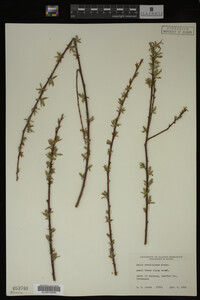 Salix caroliniana image