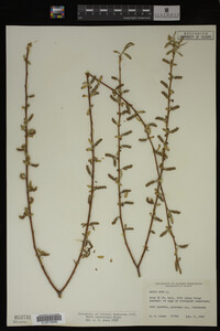 Salix caroliniana image