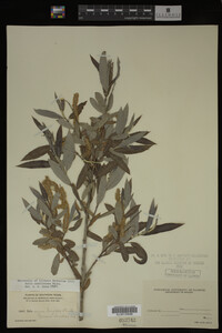 Salix caroliniana image