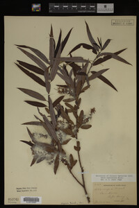 Salix caroliniana image