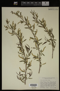 Salix caroliniana image