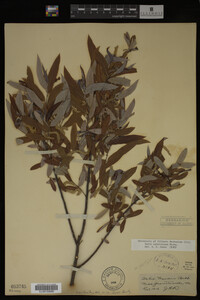 Salix caroliniana image
