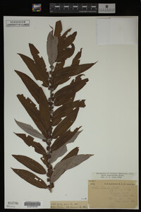 Salix caroliniana image