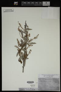 Salix caroliniana image