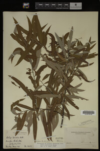 Salix caroliniana image