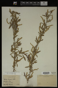 Salix caroliniana image
