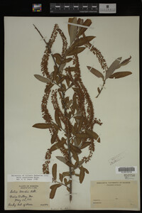 Salix caroliniana image