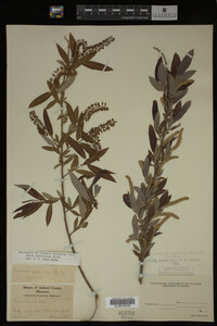 Salix caroliniana image