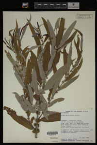 Salix caroliniana image