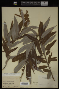 Salix caroliniana image