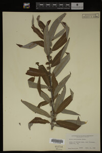 Salix caroliniana image
