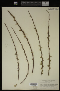 Salix caroliniana image