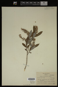 Salix caroliniana image