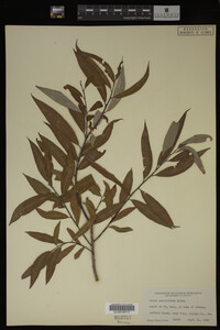 Salix caroliniana image