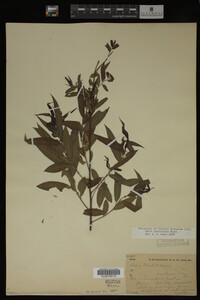 Salix caroliniana image