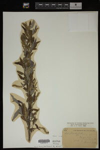 Salix caroliniana image