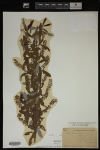 Salix caroliniana image