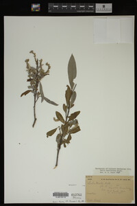 Salix caroliniana image