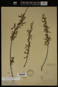 Salix caroliniana image