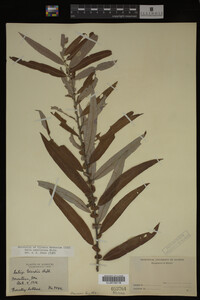 Salix caroliniana image
