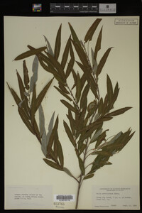 Salix caroliniana image