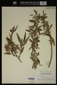 Salix caroliniana image