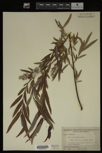 Salix caroliniana image