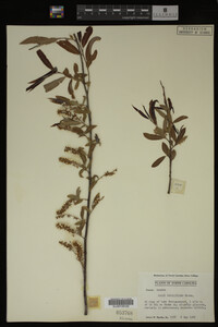 Salix caroliniana image