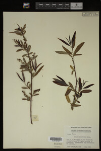 Salix caroliniana image