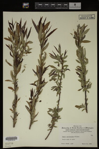 Salix caroliniana image