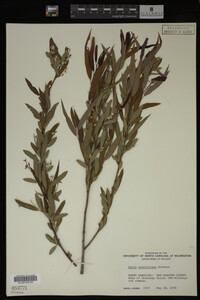 Salix caroliniana image