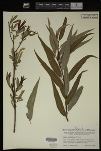 Salix caroliniana image