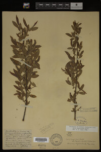 Salix caroliniana image