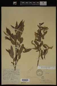 Salix caroliniana image
