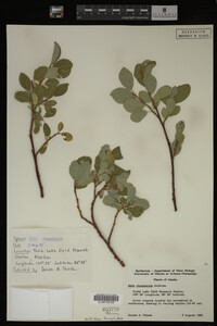 Salix chamissonis image
