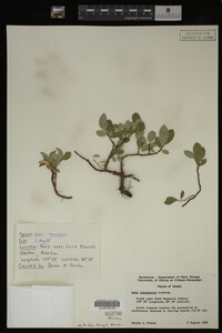 Salix chamissonis image